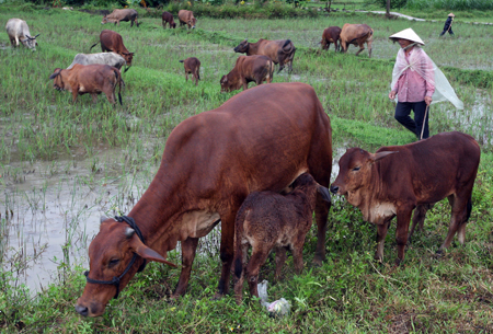 Giúp dân nghèo vùng cao thoát nghèo từ 'Ngân hàng bò' ảnh 1